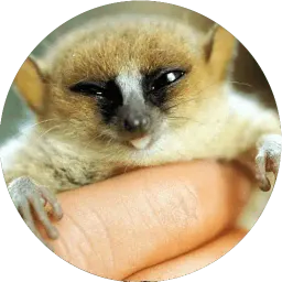 Милые лемурчики sticker 12