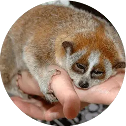 Милые лемурчики sticker 4