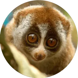 Милые лемурчики sticker 6