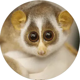 Милые лемурчики sticker 8