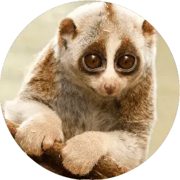 Милые лемурчики sticker 9