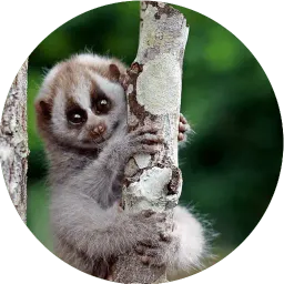 Милые лемурчики sticker 10