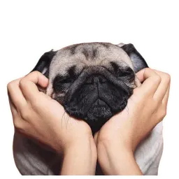 Meet The Pugs ( @Perkovec ) Telegram sticker pack