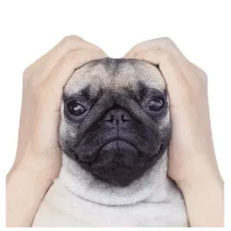 Meet The Pugs ( @Perkovec ) sticker 11