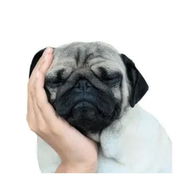 Meet The Pugs ( @Perkovec ) sticker 7