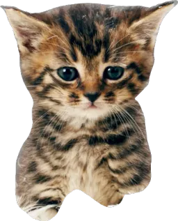 Мявс Вика Смирнова sticker 2