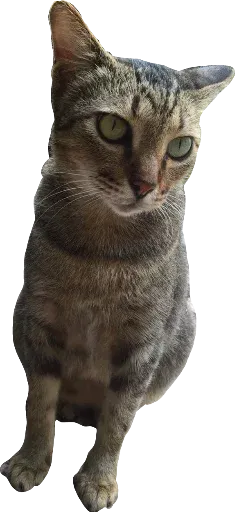 Мявс Вика Смирнова sticker 4