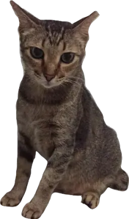 Мявс Вика Смирнова sticker 6