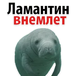 Мишенька ЛАМАНТИН @TuristasTV sticker 2