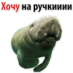 Мишенька ЛАМАНТИН @TuristasTV sticker 11