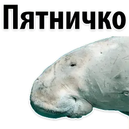Мишенька ЛАМАНТИН @TuristasTV sticker 6
