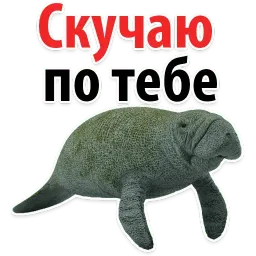 Мишенька ЛАМАНТИН @TuristasTV sticker 8