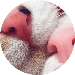 Котиковы Telegram sticker pack