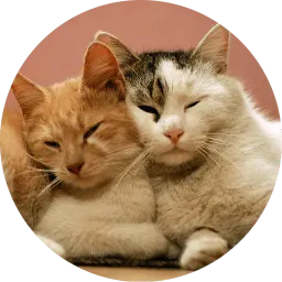 Котиковы sticker 2