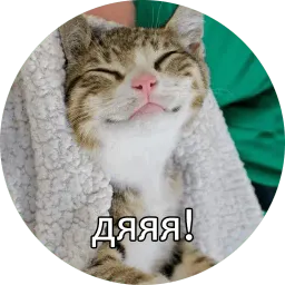 Котиковы sticker 12