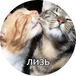 Котиковы sticker 3