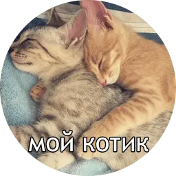 Котиковы sticker 4
