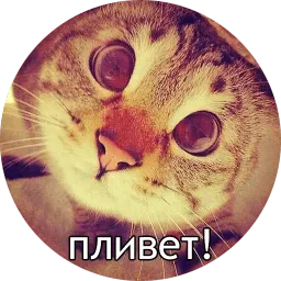 Котиковы sticker 7