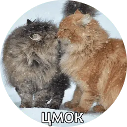 Котиковы sticker 8