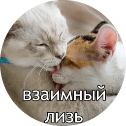 Котиковы sticker 10