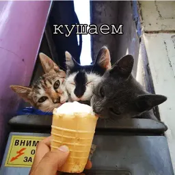Мурлыки sticker 2