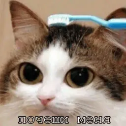 Мурлыки sticker 12