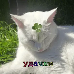 Мурлыки sticker 5
