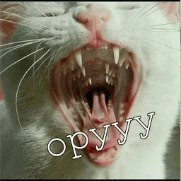 Мурлыки sticker 6