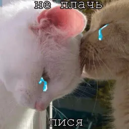 Мурлыки sticker 7
