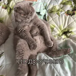 Мурлыки sticker 9