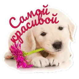 Милые питомцы sticker 2