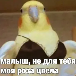 Попуги sticker 4