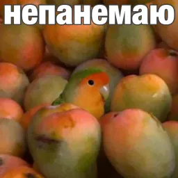 Попуги sticker 6