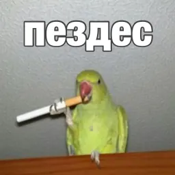 Попуги sticker 7