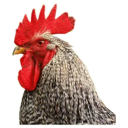 Петушары Telegram sticker pack
