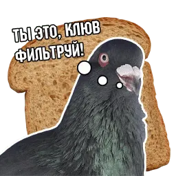 Философствующие голуби Telegram sticker pack