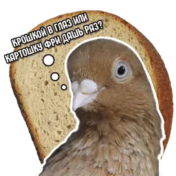 Философствующие голуби sticker 2