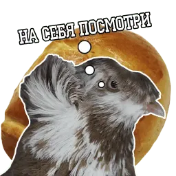 Философствующие голуби sticker 4