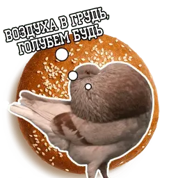 Философствующие голуби sticker 6