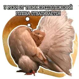 Философствующие голуби sticker 8