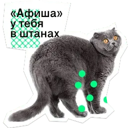 Позируй псина Telegram sticker pack