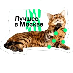 Позируй псина sticker 3