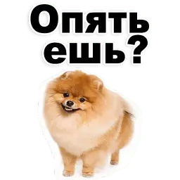 Щенки Telegram sticker pack