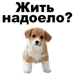 Щенки sticker 12