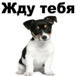 Щенки sticker 3