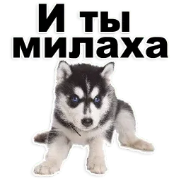 Щенки sticker 4