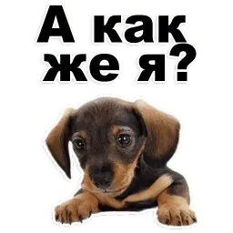 Щенки sticker 6