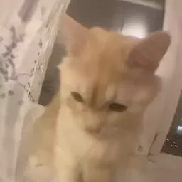 Котики sticker 2