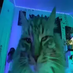 Котики sticker 12