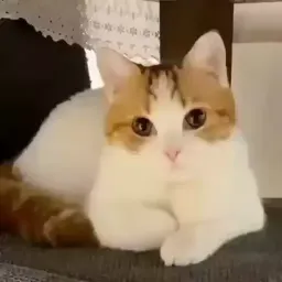 Котики sticker 3